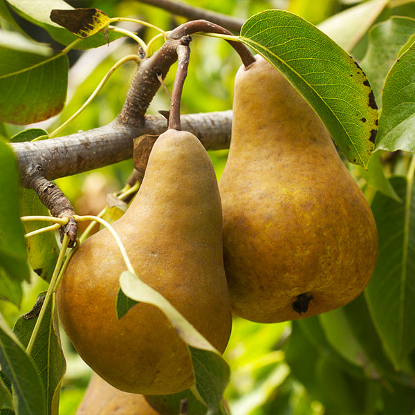 Dwarf Bosc Pear Tree - Cinnamon brown pears are some of the