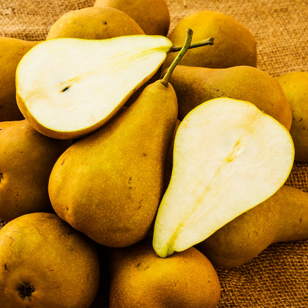 Pear Bosc Brown CA (each) — GoFruitage