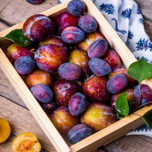 Beauty Plum Tree - Delicious, snack sized, bright red plums first year! 2  years old and 3-4 feet tall!